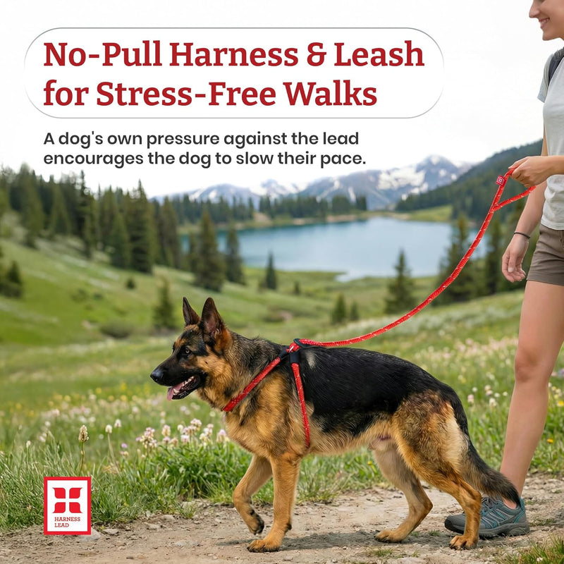 Harness Lead No Pull Dog Harness and Leash Set, anti Pull Dog Harness for All Breeds and Sizes, One-Piece Cushioned Rope Design Safely Prevents Escaping and Pulling (Small/Medium, Orange/Reflective)