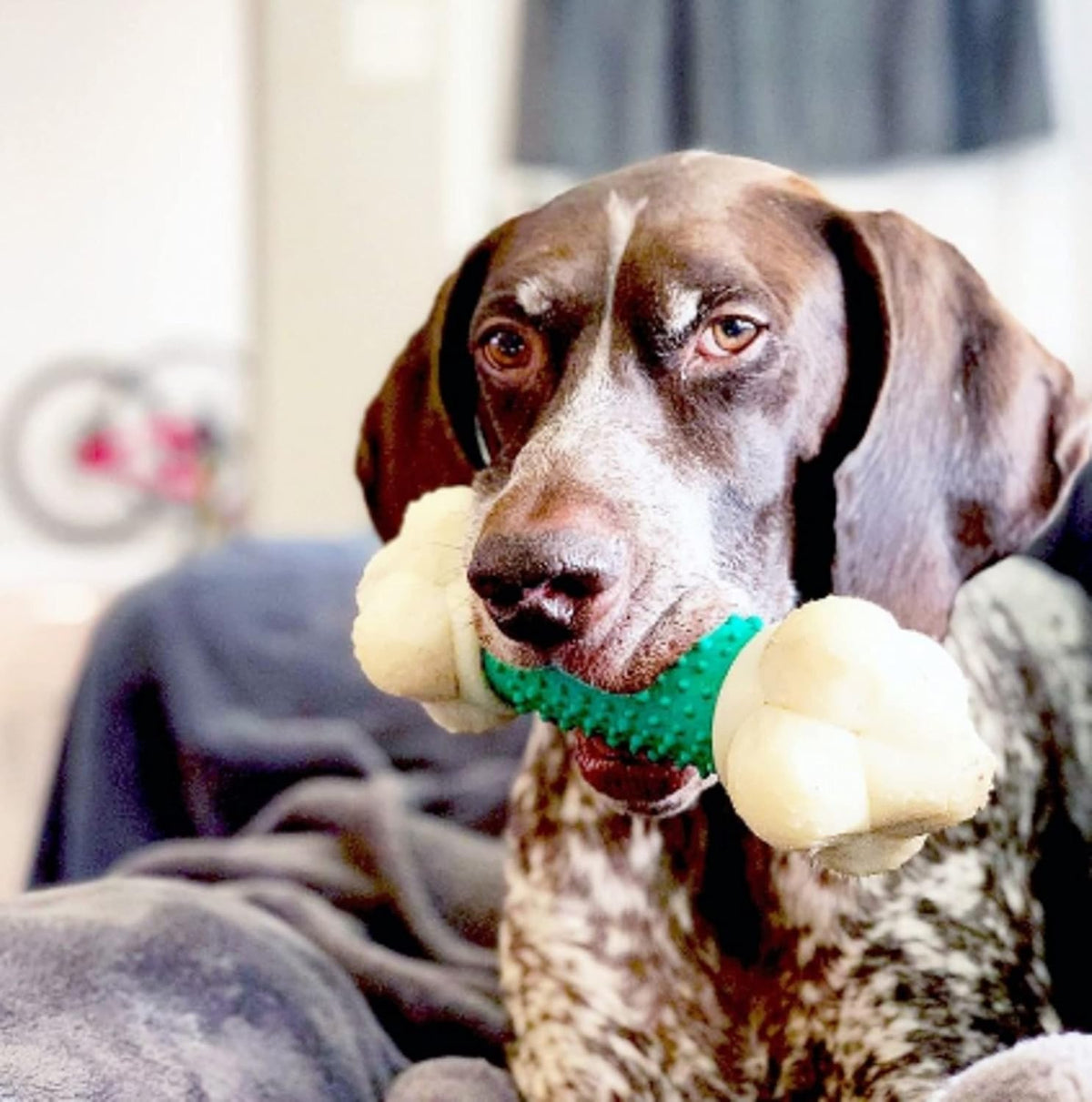 Nylabone Power Chew Double Action Barbell Bone Dog Chew Toy, X-Large | Durable Dog Toy for Large Dog Breeds 50+ Lbs, Teeth-Cleaning Textures, Long Lasting, Discourages Destructive Chewing