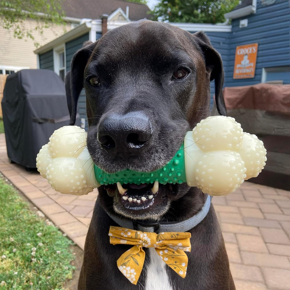 Nylabone Power Chew Double Action Barbell Bone Dog Chew Toy, X-Large | Durable Dog Toy for Large Dog Breeds 50+ Lbs, Teeth-Cleaning Textures, Long Lasting, Discourages Destructive Chewing